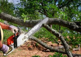  Cologne, MN Tree Removal Pros