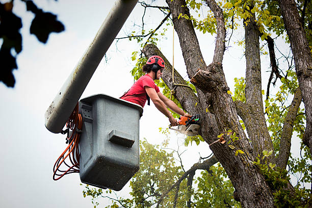 Best Fruit Tree Pruning  in Cologne, MN